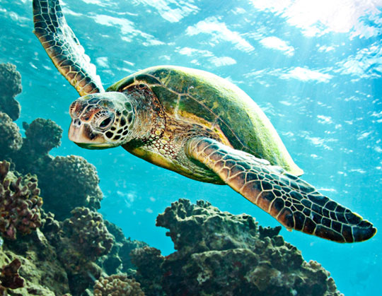 sea turtle soaring by coral