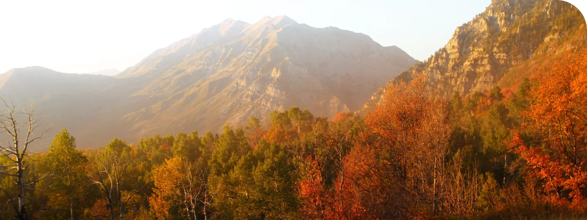 autum leaves on a mountain
