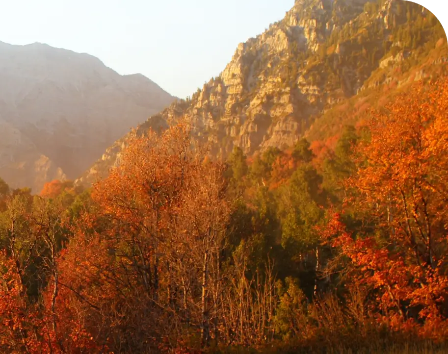 autum leaves on a mountain